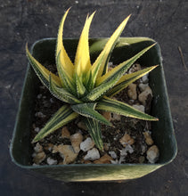 Load image into Gallery viewer, Haworthia radula 'variegata' J4

