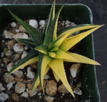 Load image into Gallery viewer, Haworthia radula 'variegata' J5

