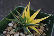 Load image into Gallery viewer, Haworthia radula 'variegata' J5
