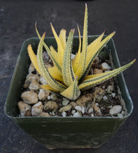 Load image into Gallery viewer, Haworthia radula 'variegata' J6
