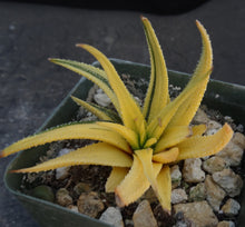 Load image into Gallery viewer, Haworthia radula 'variegata' J6
