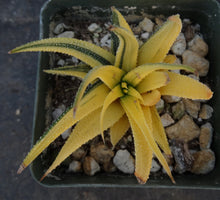 Load image into Gallery viewer, Haworthia radula 'variegata' J6
