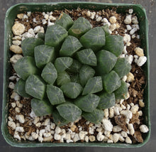 Load image into Gallery viewer, Haworthia cooperi v. pilifera
