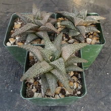 Load image into Gallery viewer, Haworthia tessellata *Large Form*
