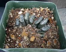 Load image into Gallery viewer, Haworthia truncata Korean Hybrid
