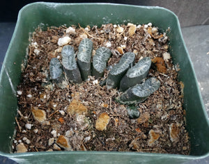 Haworthia truncata Korean Hybrid