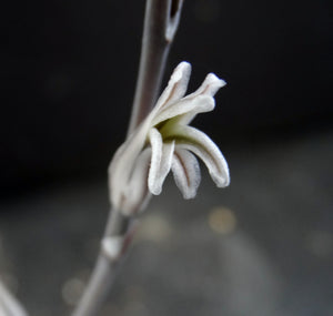 Haworthia truncata Korean Hybrid