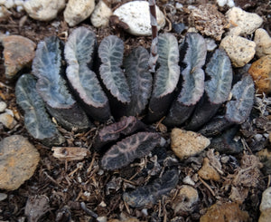 Haworthia truncata Korean Hybrid
