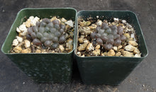 Load image into Gallery viewer, Haworthia obtusa 'Dodson'

