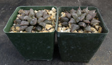 Load image into Gallery viewer, Haworthia atrofusca
