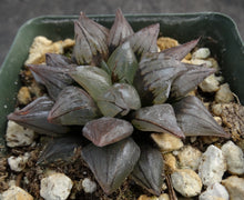 Load image into Gallery viewer, Haworthia atrofusca
