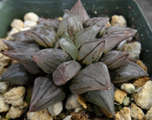 Load image into Gallery viewer, Haworthia atrofusca

