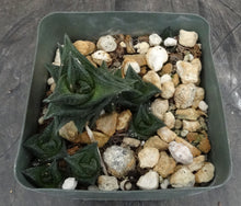 Load image into Gallery viewer, Haworthia nigra *Black Leaves*
