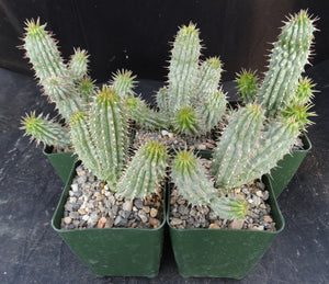 Hoodia gordonii