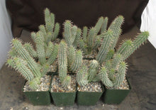 Load image into Gallery viewer, Hoodia gordonii
