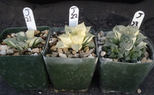 Load image into Gallery viewer, Haworthia retusa 'variegata'
