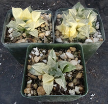 Load image into Gallery viewer, Haworthia retusa 'variegata'
