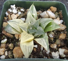 Load image into Gallery viewer, Haworthia retusa 'variegata'
