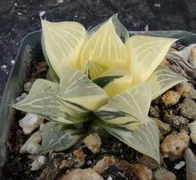 Load image into Gallery viewer, Haworthia retusa 'variegata'
