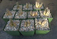Load image into Gallery viewer, Huernia sudanensis *Maze like flowers*
