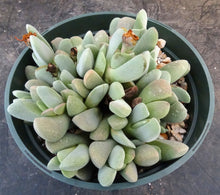 Load image into Gallery viewer, Ihlenfeldtia vanzylii *larger plant*
