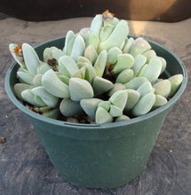 Load image into Gallery viewer, Ihlenfeldtia vanzylii *larger plant*
