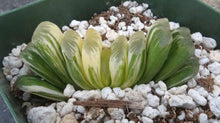 Load image into Gallery viewer, Haworthia truncata 'Jade Fan'
