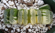 Load image into Gallery viewer, Haworthia truncata 'Jade Fan'

