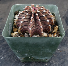 Load image into Gallery viewer, Gymnocalycium aff. friedrichii Agua Dulce LB2178
