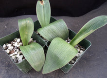 Load image into Gallery viewer, Lachenalia carnosa
