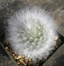 Load image into Gallery viewer, Mammillaria guelzowiana Lau 640 *Spineless*
