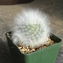 Load image into Gallery viewer, Mammillaria guelzowiana Lau 640 *Spineless*
