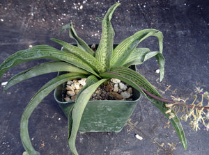 Ledebouria 'Endevour'