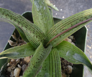 Ledebouria 'Endevour'