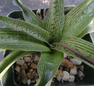 Ledebouria 'Endevour'