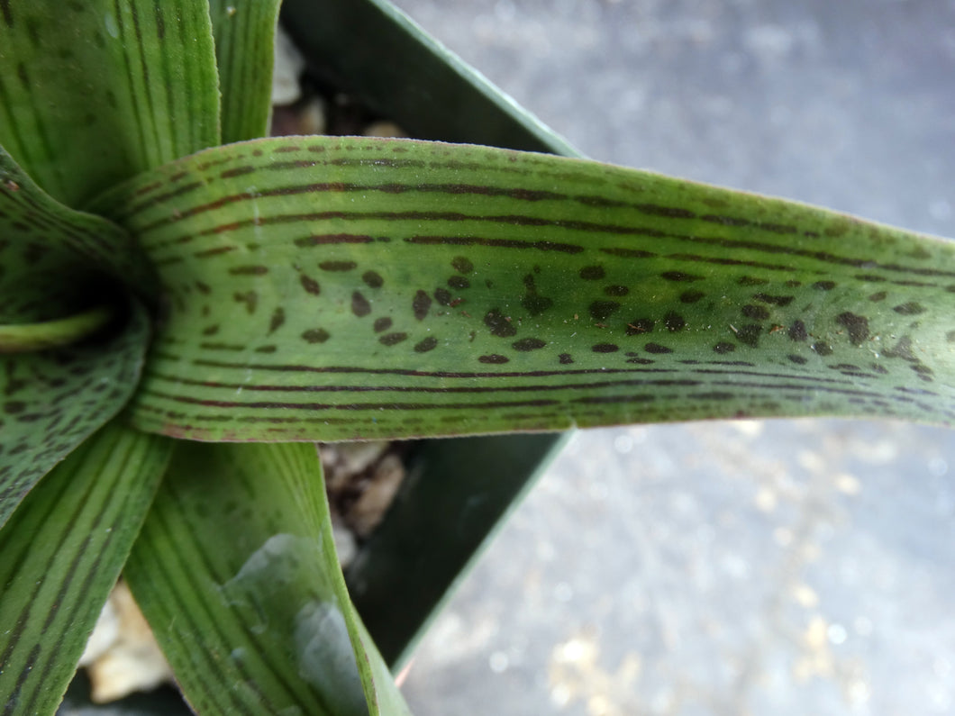 Ledebouria 'Endevour'
