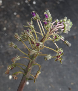 Ledebouria 'Endevour'