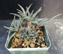 Load image into Gallery viewer, Ledebouria socialis &#39;Miner&#39;
