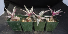 Load image into Gallery viewer, Ledebouria socialis &#39;variegata&#39; Variegated
