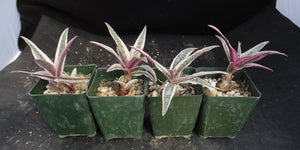 Ledebouria socialis 'variegata' Variegated