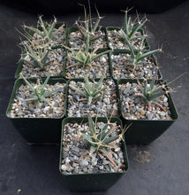 Load image into Gallery viewer, Leuchtenbergia principis
