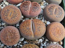 Load image into Gallery viewer, Lithops aucampiae
