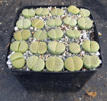 Load image into Gallery viewer, Lithops fulviceps &#39;aurea&#39;
