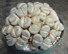 Load image into Gallery viewer, Lithops sp. *huge plant*
