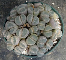 Load image into Gallery viewer, Lithops sp. *huge plant*
