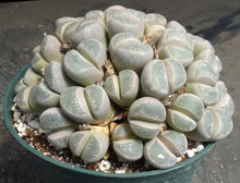 Load image into Gallery viewer, Lithops sp. *huge plant*
