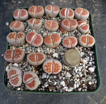 Load image into Gallery viewer, Lithops karasmontana
