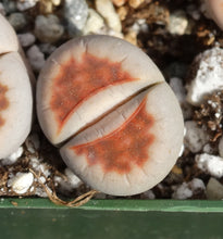 Load image into Gallery viewer, Lithops karasmontana
