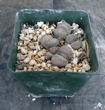 Load image into Gallery viewer, Lithops otzeniana
