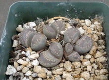 Load image into Gallery viewer, Lithops otzeniana
